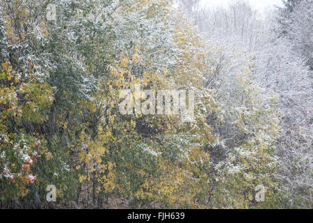 Erster Schnee im Herbst am Rande eines Waldes, noch mit bunten Blättern Stockfoto