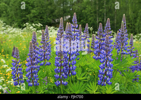 Lila, wilde Lupinen (Lupinus Polyphyllus) blühen auf der grünen Wiese im Juni in Finnland. Stockfoto