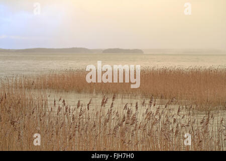 Meeresküste mit gemeinsamen Reed und Nebel über Meer an einem bewölkten Winternachmittag in Finnland. Stockfoto