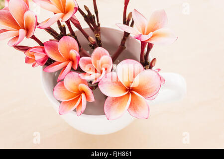 (Weiche Vintage) Süß und romantisch verträumte Farbe Reihe von rosa Frangrant Blumen Plumeria oder Frangipani in weiße Tasse Stockfoto