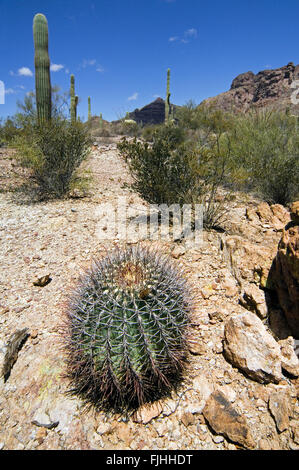 Angelhaken Fass Kaktus / candy Barrel Cactus (Ferocactus Wislizeni) in den Organ Pipe Cactus National Monument, Arizona, USA Stockfoto