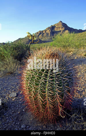 Angelhaken Fass Kaktus / candy Barrel Cactus (Ferocactus Wislizeni) in den Organ Pipe Cactus National Monument, Arizona, USA Stockfoto