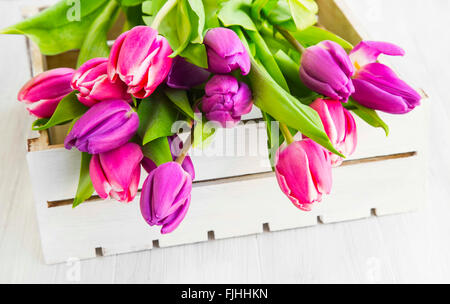 Lila und rosa Frühling Tulpen in weiße Holzbox Stockfoto