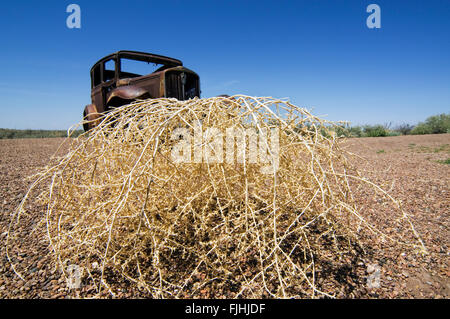 Alte rostige Auto und stachelige Distel Russisch / Tumbleweed (Kali Tragus / Salsola Tragus / Salsola Iberica) entlang der Route 66, Arizona Stockfoto