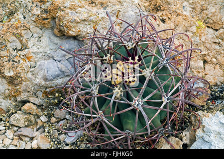 Pima-Ananas-Kaktus (kahl Robustispina / kahl Scheeri Ssp Robustispina) ursprünglich aus der Sonoran Wüste, USA Stockfoto