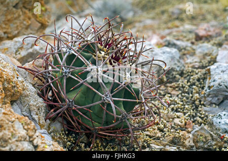 Pima-Ananas-Kaktus (kahl Robustispina / kahl Scheeri Ssp Robustispina) ursprünglich aus der Sonoran Wüste, USA Stockfoto