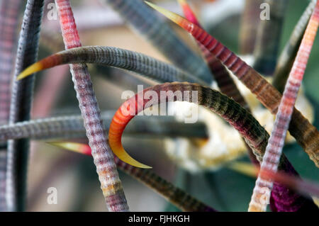 Pima-Ananas-Kaktus (kahl Robustispina / kahl Scheeri Ssp Robustispina), Großaufnahme von gebogenen Stacheln, Sonora, USA Stockfoto