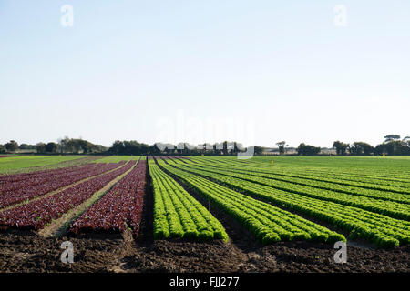 Salat-Ernte, Bawdsey, Suffolk, UK. Stockfoto