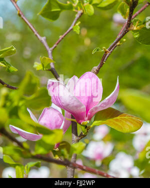 Rosa Magnolie Blume unter den Zweigen des Baumes eröffnet. Aus Close-up an einem sonnigen Frühlingstag. Frühling, Jahreszeiten, Jahreszeit Stockfoto