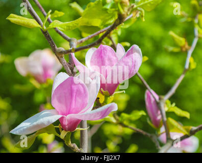 Rosa Magnolie Blume unter den Zweigen des Baumes eröffnet. Aus Close-up an einem sonnigen Frühlingstag. Frühling, Jahreszeiten, Jahreszeit Stockfoto