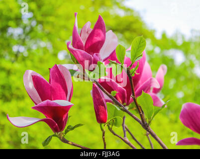 Purpur Magnolie Blume auf einem Zweig-Hintergrund Stockfoto