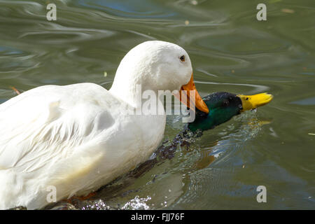 Peking Ente versucht Stockente zu ertränken. Stockfoto