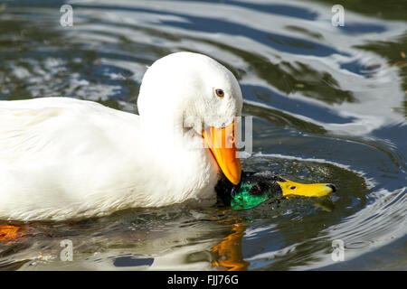 Peking Ente kämpft mit Stockente. Stockfoto