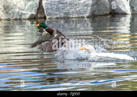 Stockente flieht vor angreifenden Ente. Stockfoto