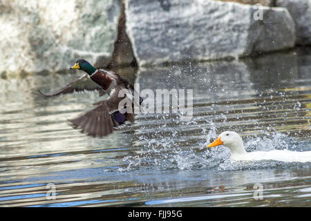 Stockente fliegt aus dem Wasser. Stockfoto