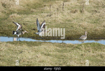 Schwarzschwanzgodwits (Limosa limosa) in Farlington Marshes in Hampshire, England, Großbritannien Stockfoto