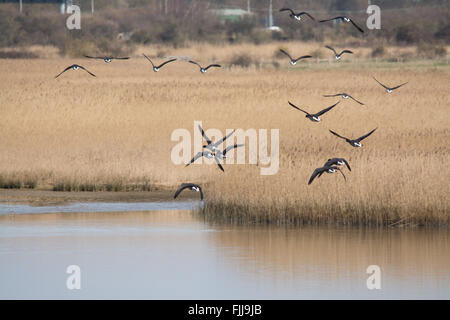 Brent Gänse (Branta bernicla) im Flug über Farlington Marshes in Hampshire, England, Großbritannien Stockfoto