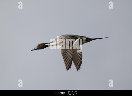 Pintail Ente (anas acuta) im Flug auf Farlington Marshes in Hampshire, England, Großbritannien Stockfoto