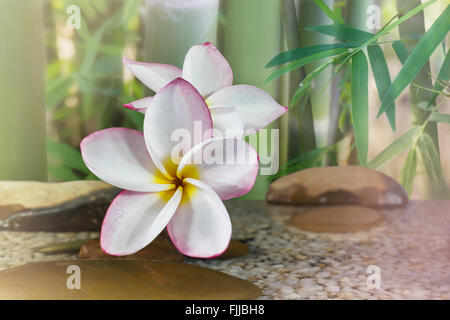 Blume Plumeria oder Frangipani dekoriert auf Wasser und Kiesel Rock mit Bambus für Wellness Meditation Stimmung mit Textfreiraum Stockfoto