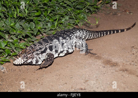 Schwarz-weiß Teju (Tupinambis Merianae). Eine große Eidechse in Süd- und Mittelamerika gefunden. Eingeführt, invasive Florida. Stockfoto