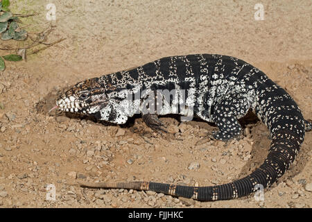 Schwarz-weiß Teju (Tupinambis Merianae). Groß, robust, südamerikanischen Echse. Stockfoto