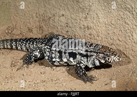 Schwarz-weiß Teju (Tupinambis Merianae). Eine große Eidechse in Süd- und Mittelamerika gefunden. Eingeführte invasive in Florida, Stockfoto