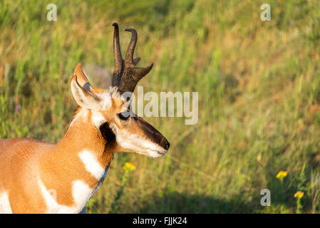 Nahaufnahme von einem Pronghorn Antilope im Custer State Park in South Dakota Stockfoto