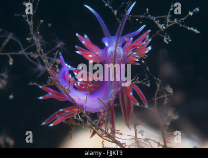 eine kleine lila Wirbellosen rutscht auf dem Meeresgrund Stockfoto
