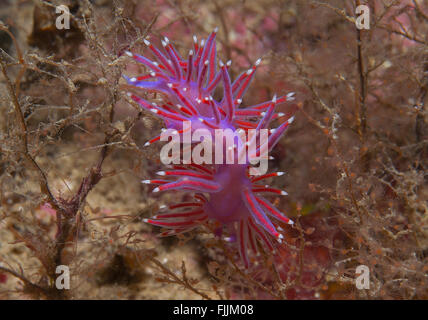 eine kleine lila Wirbellosen rutscht auf dem Meeresgrund Stockfoto