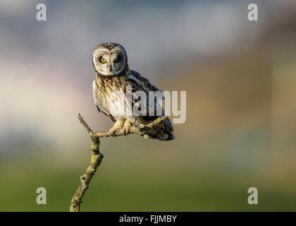 Sumpfohreule, Barsch im späten Nachmittag Licht wegnehmen. Stockfoto