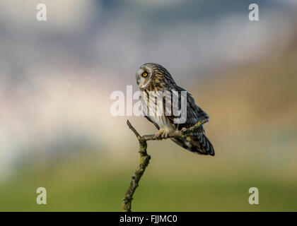 Sumpfohreule, Barsch im späten Nachmittag Licht wegnehmen. Stockfoto