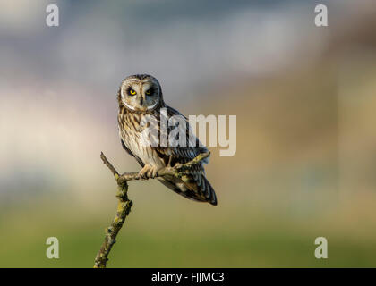 Sumpfohreule, Barsch im späten Nachmittag Licht wegnehmen. Stockfoto