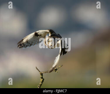 Sumpfohreule, Barsch im späten Nachmittag Licht wegnehmen. Stockfoto