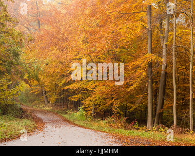 Die Straße führt durch einen Wald voller bunter Bäume im Herbst. Stockfoto