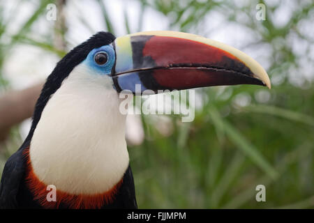 Rot-billed Toucan (Ramphastos Tucanus) Stockfoto