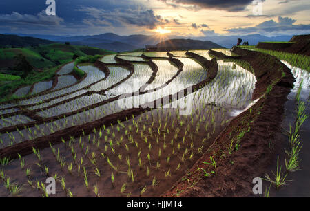 Reisfelder auf Reihenhaus in Chiang Mai, Thailand Stockfoto