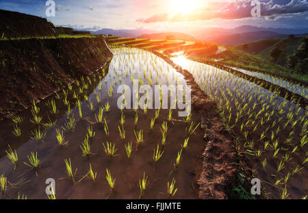 Reisfelder auf Reihenhaus in Chiang Mai, Thailand Stockfoto