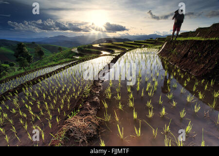 Reisfelder auf Reihenhaus in Chiang Mai, Thailand Stockfoto