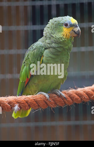 Orange-winged Amazon Parrot (Amazona Amazonica). PET-Native in Gebiete des tropischen Südamerika. Stockfoto