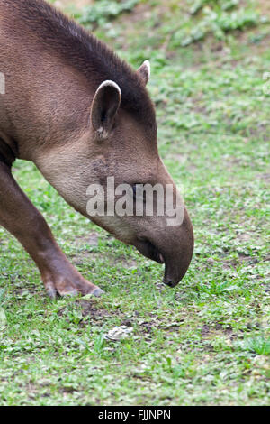 Brasilianischen und südamerikanischen Tapir (Tapirus Terrestris). Stockfoto