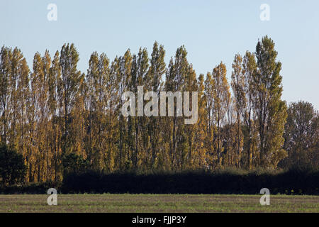 Lombardei-Pappeln (Populus Nigra 'Italica'). Manchmal zum Bildschirm wahrgenommen "Schandflecken" in Landschaft gepflanzt. Stockfoto
