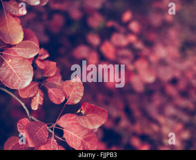Schöne Herbst Natur Hintergrund mit bunten Blättern auf Niederlassung in soft-Fokus. Abstrakt. Toning-Vintage Stockfoto