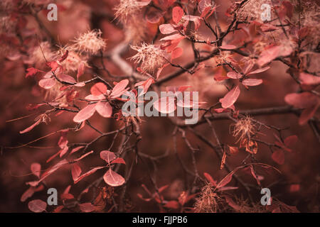 Schöne Herbst Natur Hintergrund mit bunten Blättern auf Niederlassung in soft-Fokus. Abstrakt. Toning-Vintage Stockfoto