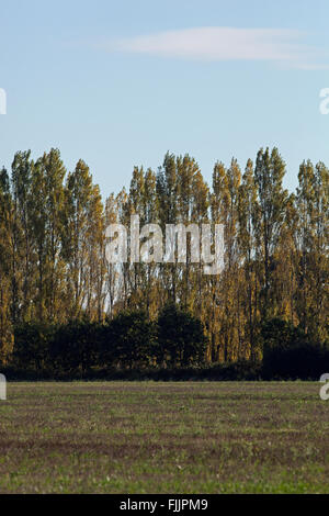 Lombardei-Pappeln (Populus Nigra 'Italica'). Manchmal zum Bildschirm wahrgenommen "Schandflecken" in Landschaft gepflanzt. Stockfoto
