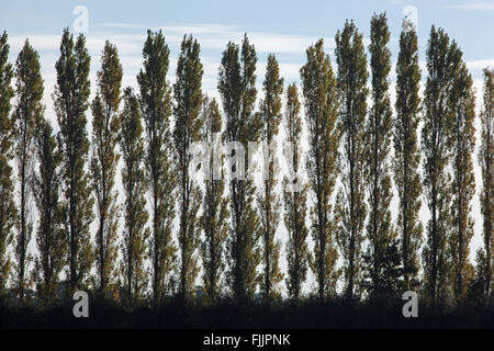 Lombardei-Pappeln (Populus Nigra 'Italica'). Manchmal zum Bildschirm wahrgenommen "Schandflecken" in Landschaft gepflanzt. Stockfoto