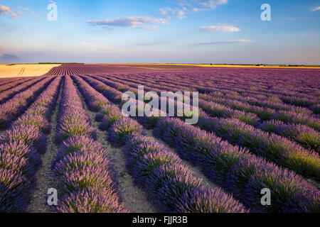 Abend über Feld Lavendel entlang der Valensole Plateau, Provence, Frankreich Stockfoto