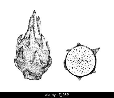 Pitaya Obst Abbildung alte Lithographie Drachenstil Stockfoto