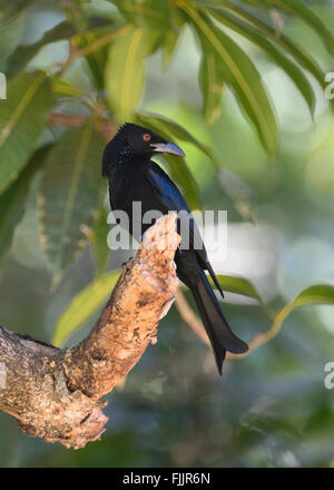 Spangled Drongo (Dicrurus bracteatus), Northern Territory, NT, Australien Stockfoto