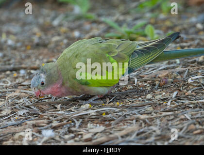 Bourke Papagei (Neopsephotus Bourkii), Alice Springs Desert Park, Northern Territory, Australien Stockfoto