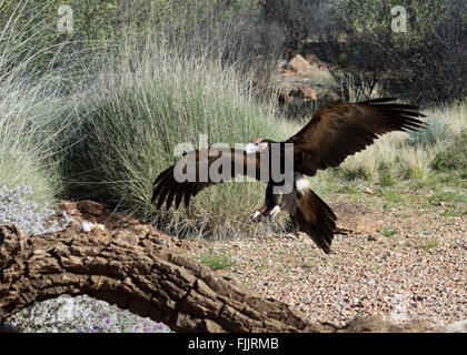 Keilschwanzadler (Aquila Audax), Alice Springs Desert Park, Northern Territory, Australien Stockfoto